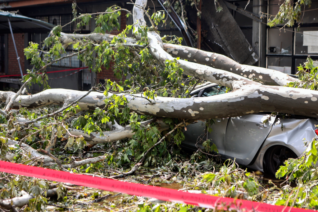 Flump Tree Check In Trees (such as buildings) also need static checks and checks - Alberta ...