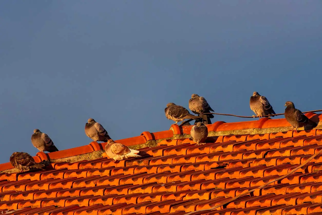 Pigeons in condominiums: responsibilities, remedies and when compensation is due